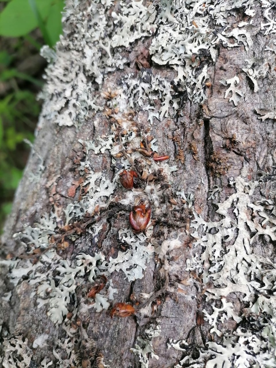 Гипоги́мния (лат. Hypogymnia) — род лишайников семейства Пармелиевые (Parmeliaceae).