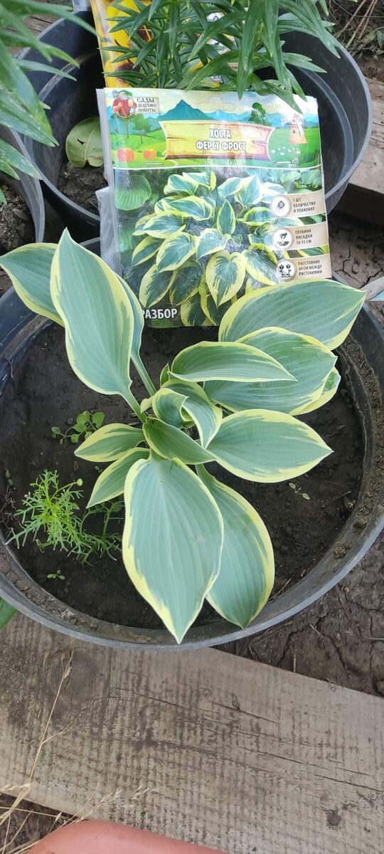 Фото добавлено через месяц