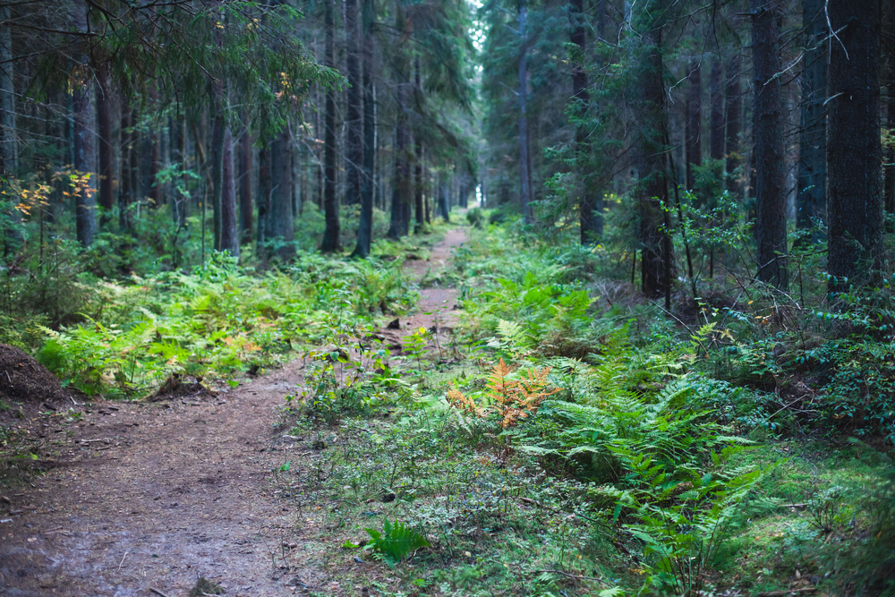 Фото: tsuguliev / Фотобанк Фотодженика