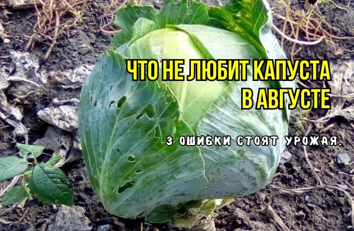 Что мы делаем не так для капусты в августе: 3 ошибки не дают расти кочанам: головки гниют, рыхлые, растрескиваются. Агрономы советуют