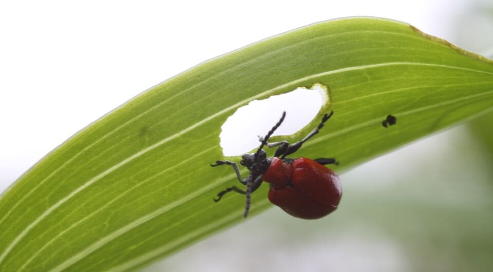   Vrazix / Wikipedia / CC BY-SA 3.0