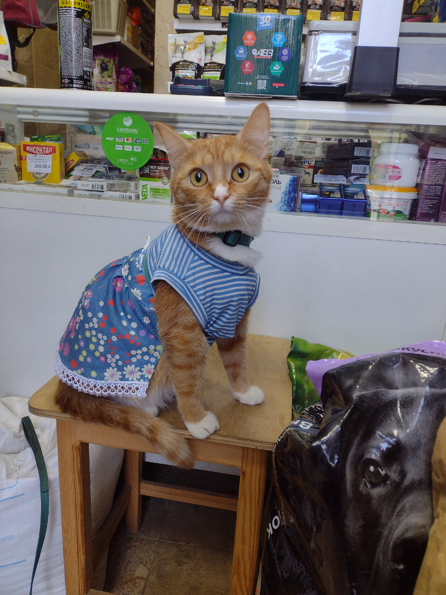 Вот такие клиенты ко мне приходят .