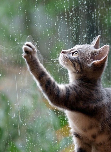 иллюстрация из яндекс картинки.