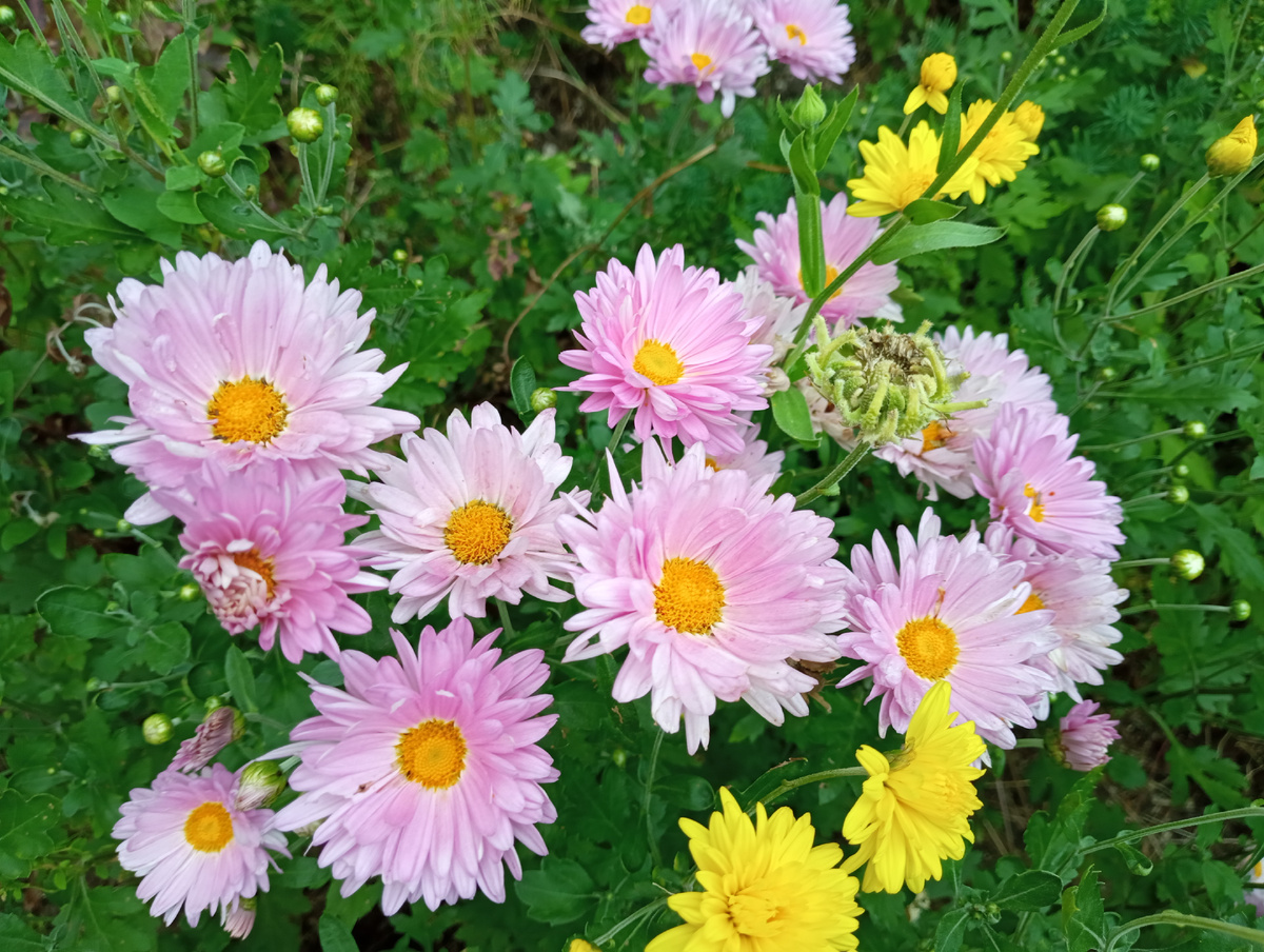 Около дома цветут мои любимые кустовые хризантемы. Я сразу возвращаюсь в детство, к бабушке. Там заборов не было видно из-за этих кустов ❤️