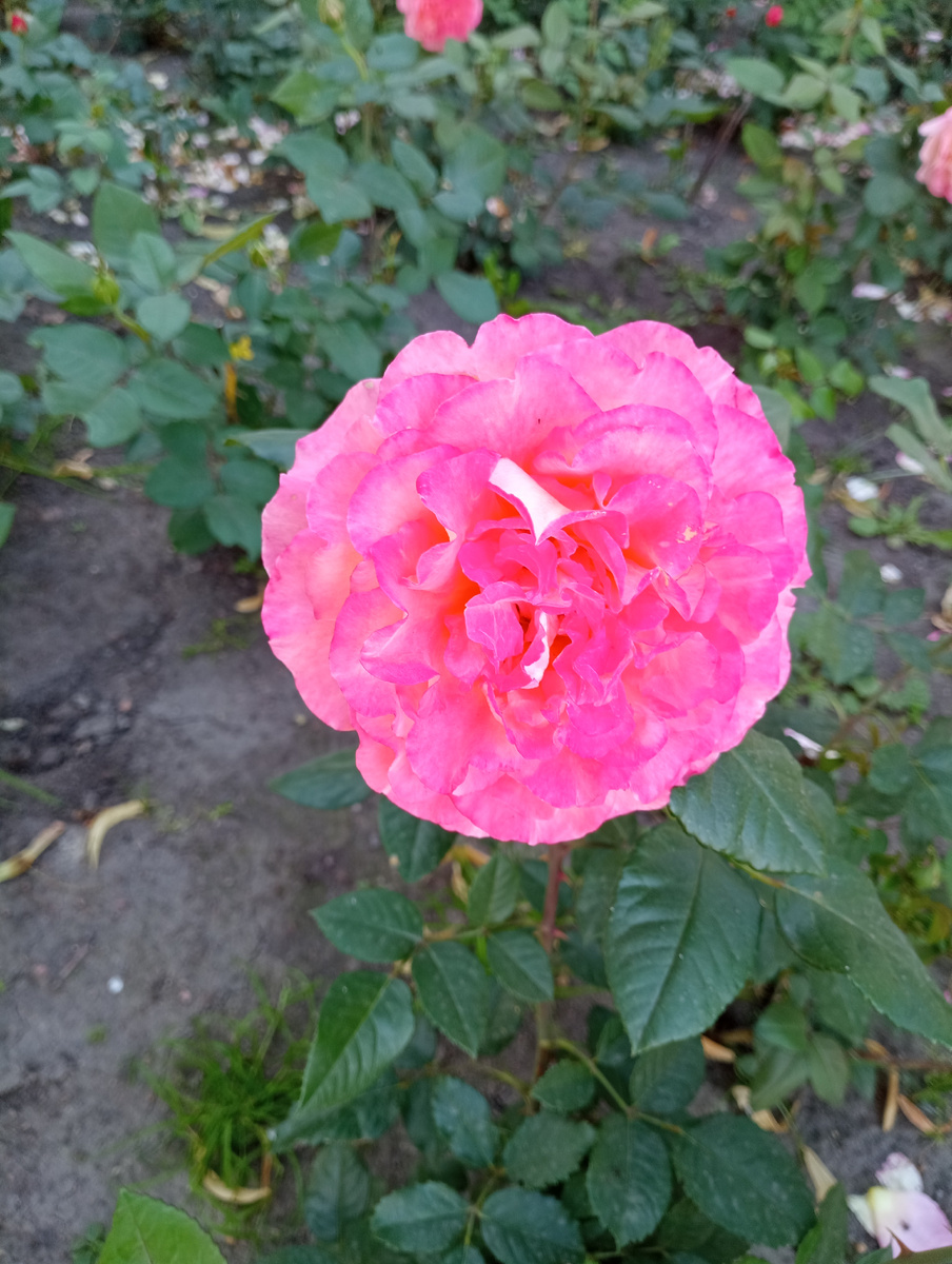 Цветочек из Питера. Никак не напишу статью про два дня перед отъездом оттуда. Во жисть