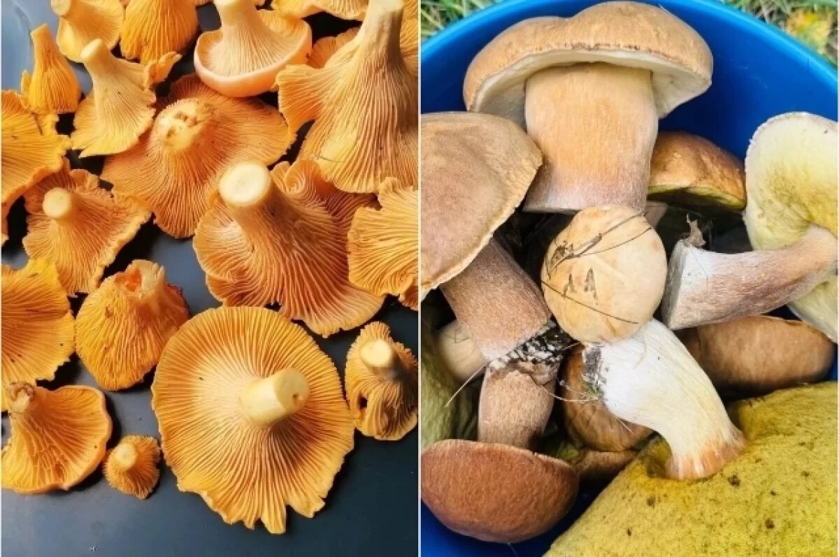    В Новосибирске рассказали, какие грибы можно собирать в августе