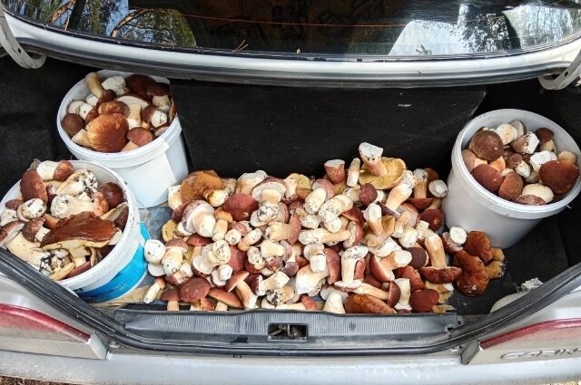    Фото: Грибы и грибные места НСО