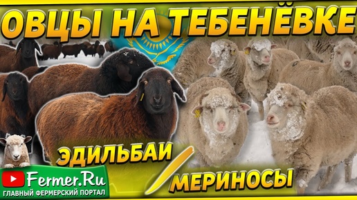 Овцы против мороза: кто победит в этой битве? Эдильбаи и мериносы зимой без помещений и укрытий!