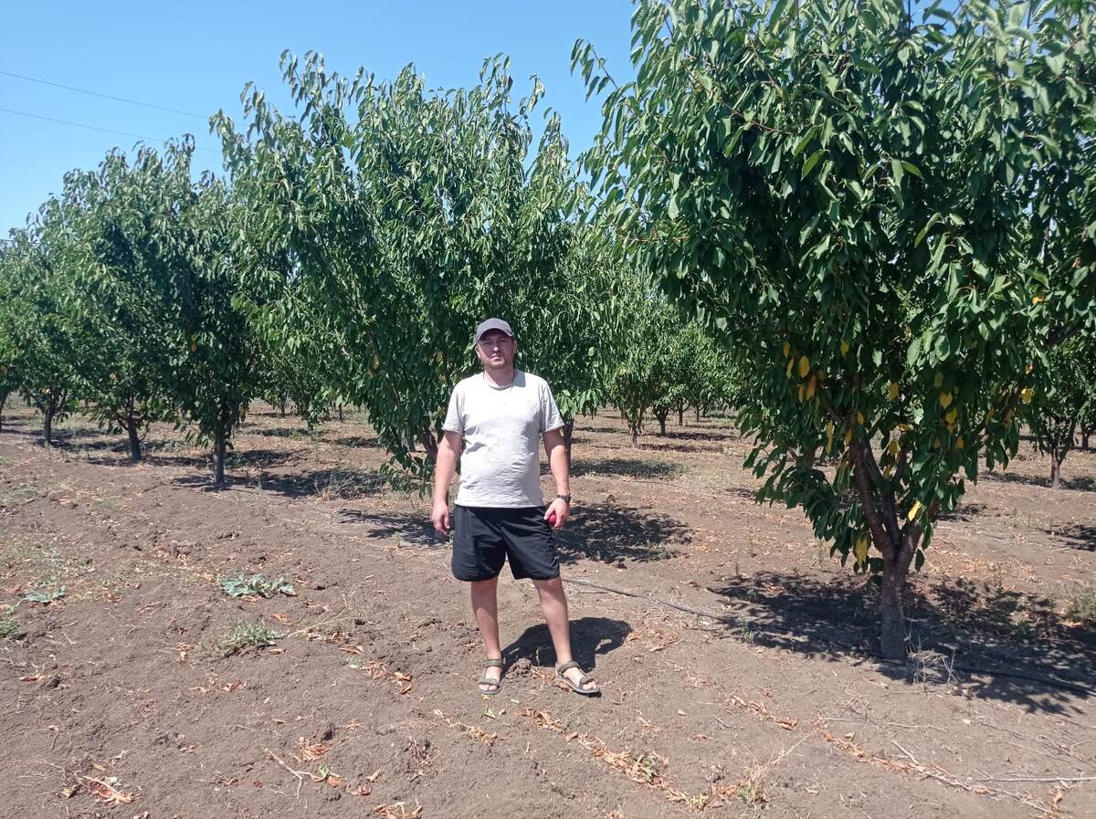 Эльман Авамилов