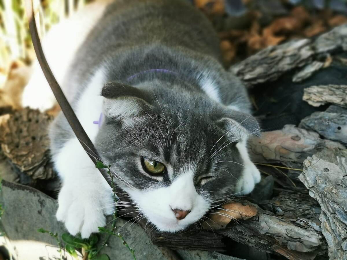 Главный смотрящий за садом)