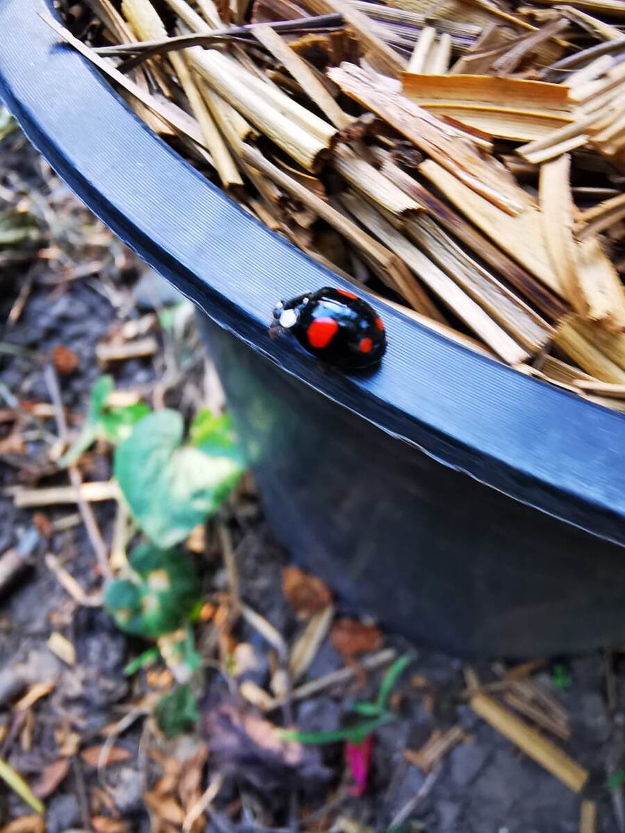 Черная божья коровка