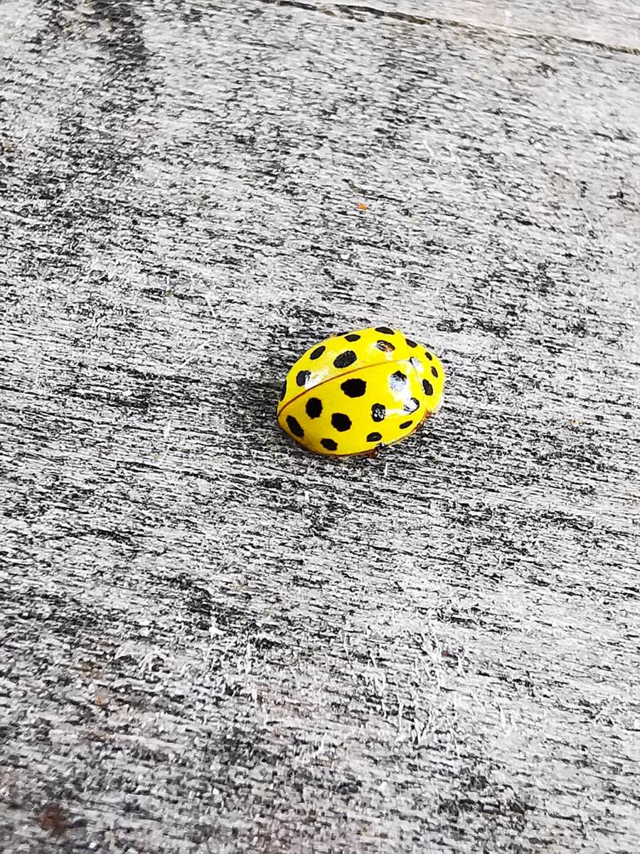 Желтая божья коровка