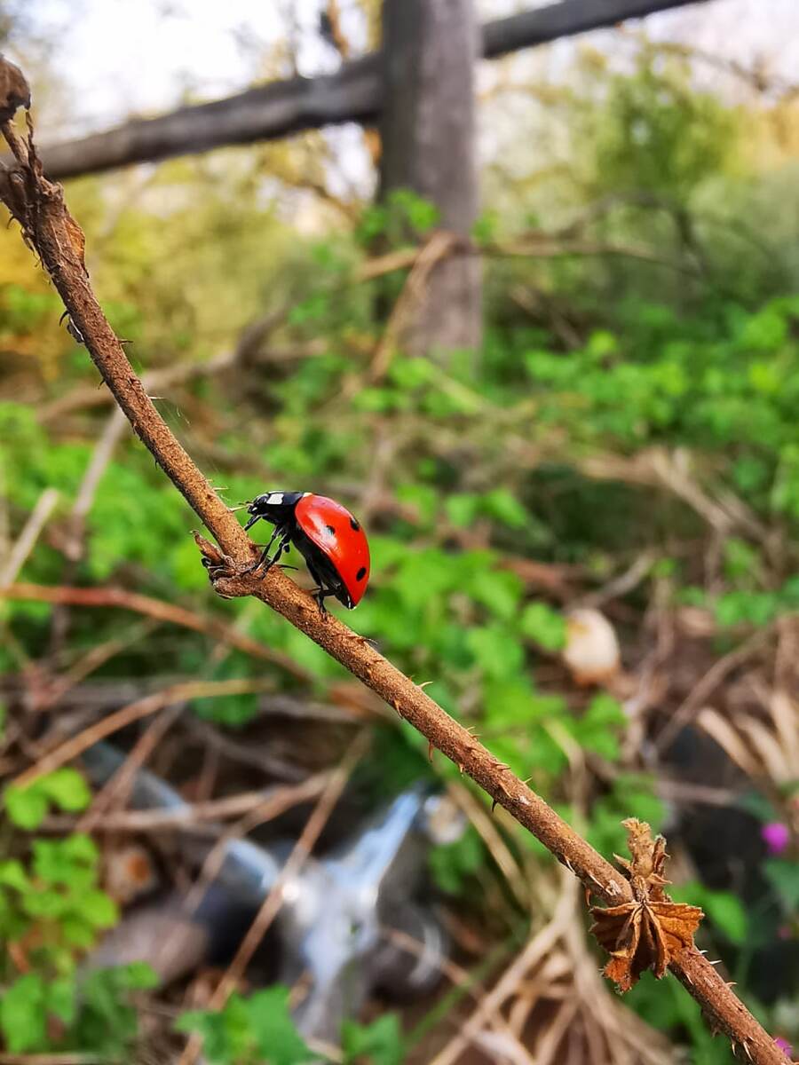 Красная божья коровка