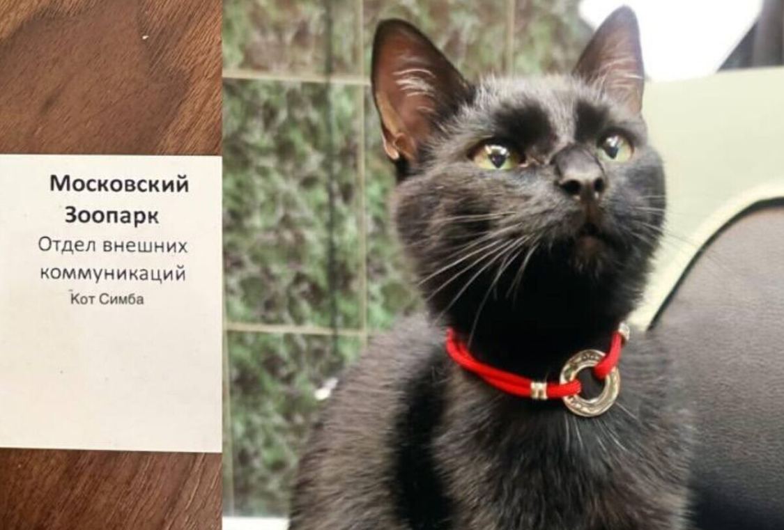 Кота Симбу взяли на работу в Московский зоопарк© Фото : Московский зоопарк