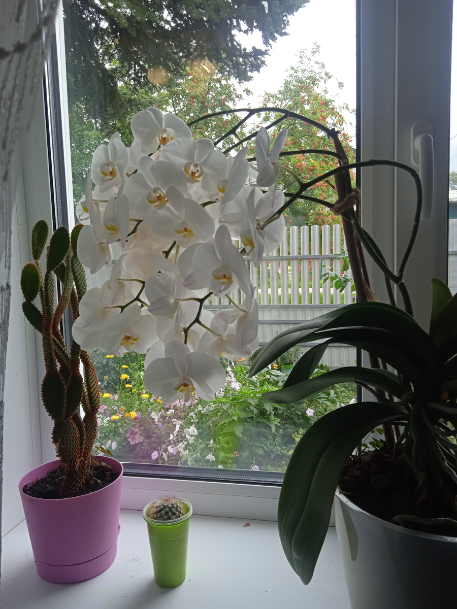 Моя белоснежная красавица