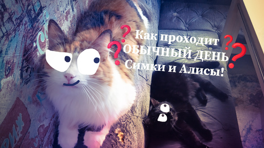 Как проходит ОБЫЧНЫЙ ДЕНЬ Симки и Алисы?🤔😸 ( + Будут гости! )