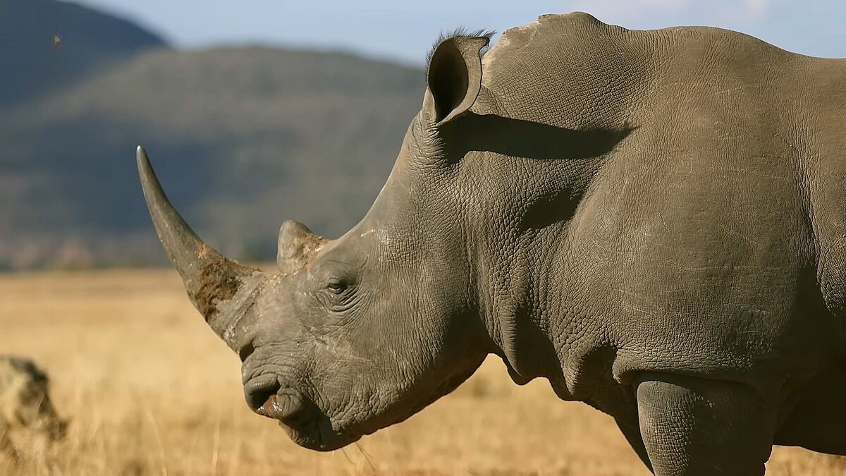 Спасибо вам, человеки