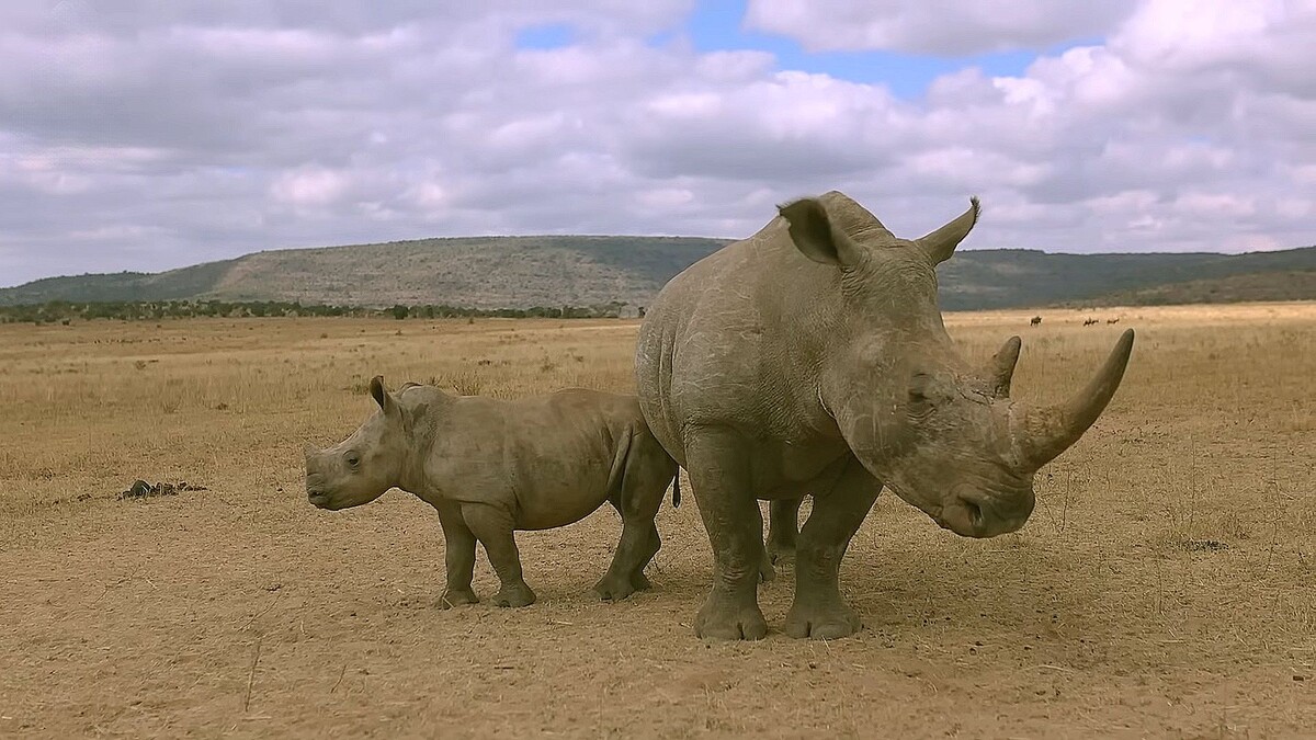 Ищем браконьеров, которых надо насадить на рог
