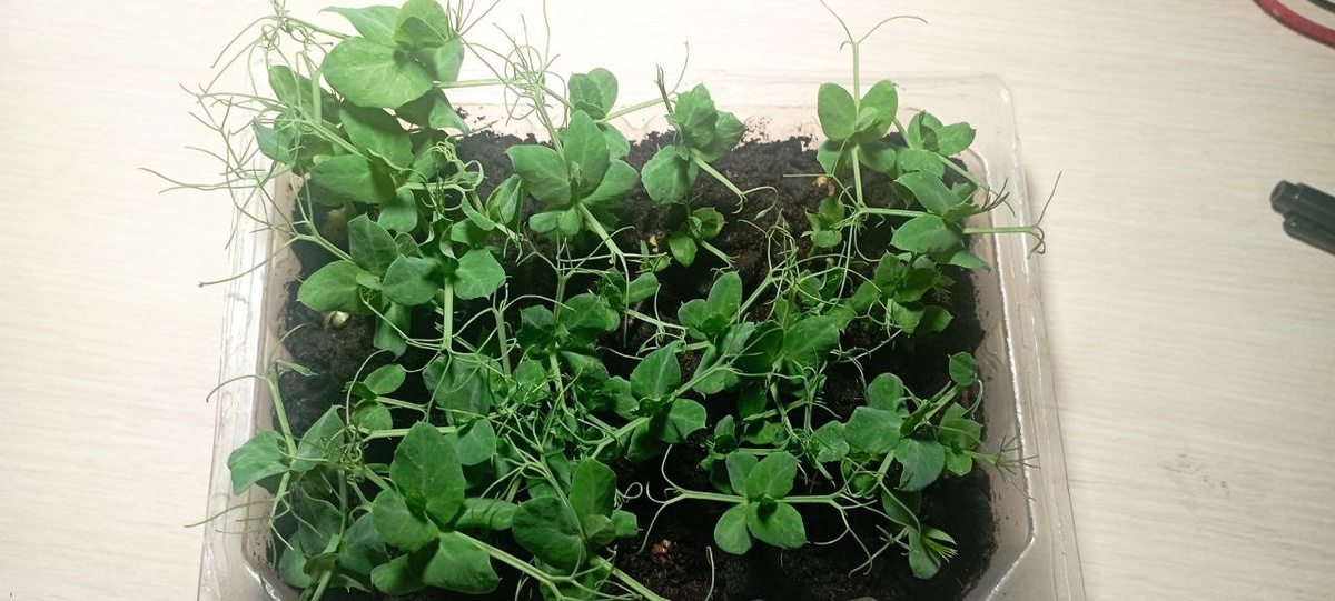 Вот такой горох у меня вырос