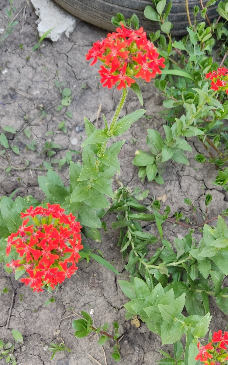 Фото моё полутень