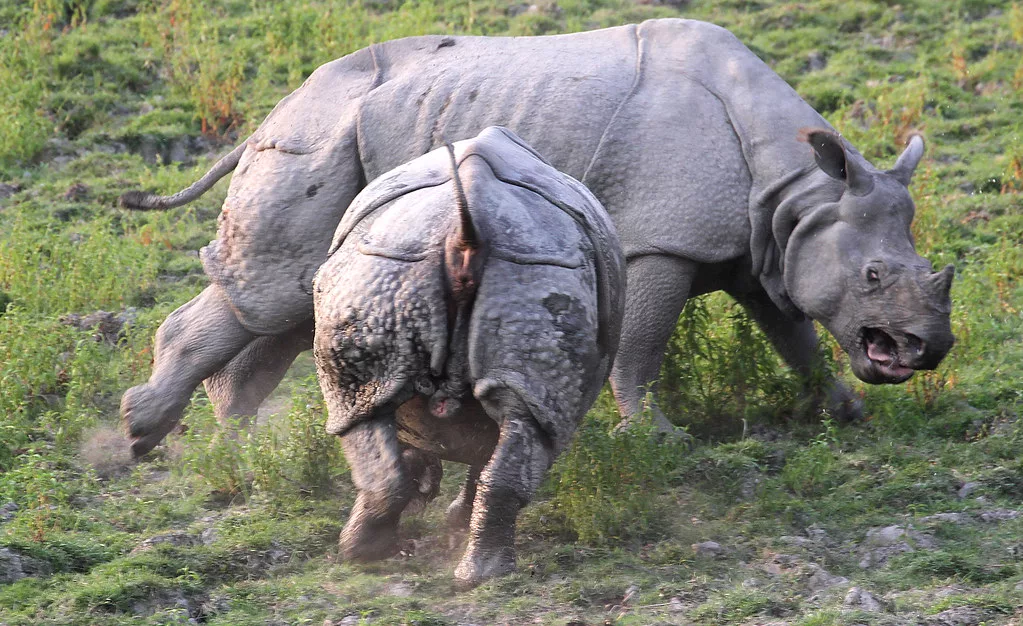 В неволе самцы становятся половозрелыми к 5 годам. Но в природе возможность на размножение у них появляется намного позже. Юнцы попросту не способны побороть зрелых и опытных конкурентов, долгое время им приходится спасаться бегством. 
