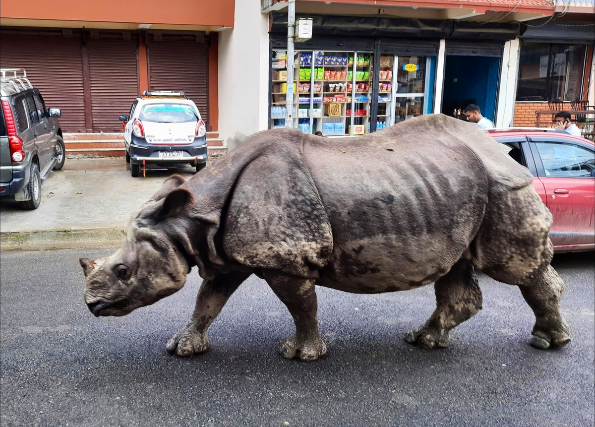 Да, я знаю, что иду по встречке. И что ты мне сделаешь?  