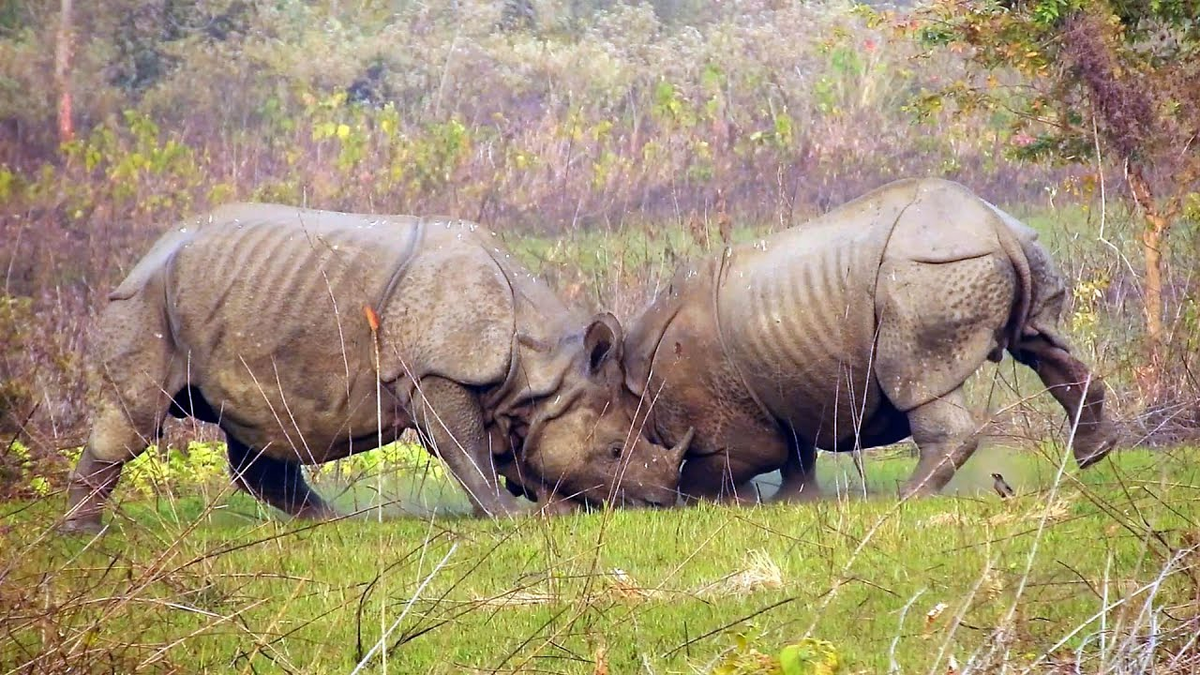 Не всегда такие потасовки — серьёзные сражения. Часто молодые носорожики бьются друг с другом, играясь. 