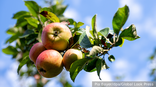     Фото: Pia Bayer/dpa/Global Look Press   
 Текст: Ольга Никитина