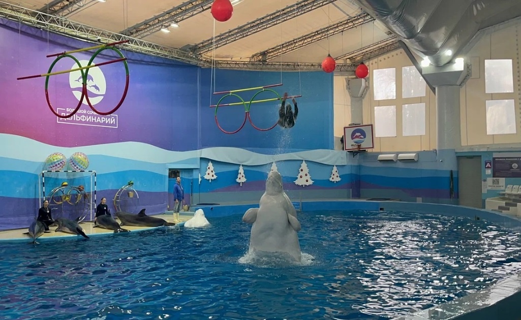 Дельфинарий в Сочи, фото автора