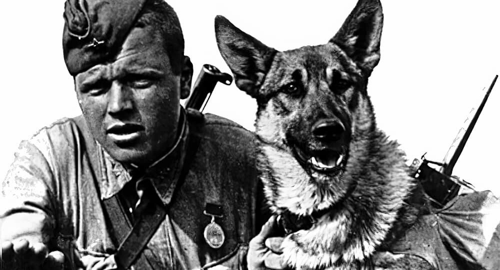 Они ошеломили немцев своими поступками! История подвигов собак в годы Великой Отечественной.