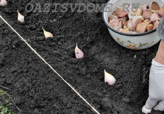 На фото подзимняя посадка чеснока