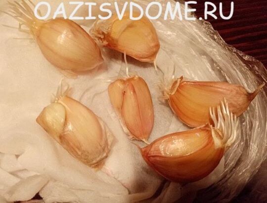 На фото чесночные зубчики, пророщенные для весенней посадки)