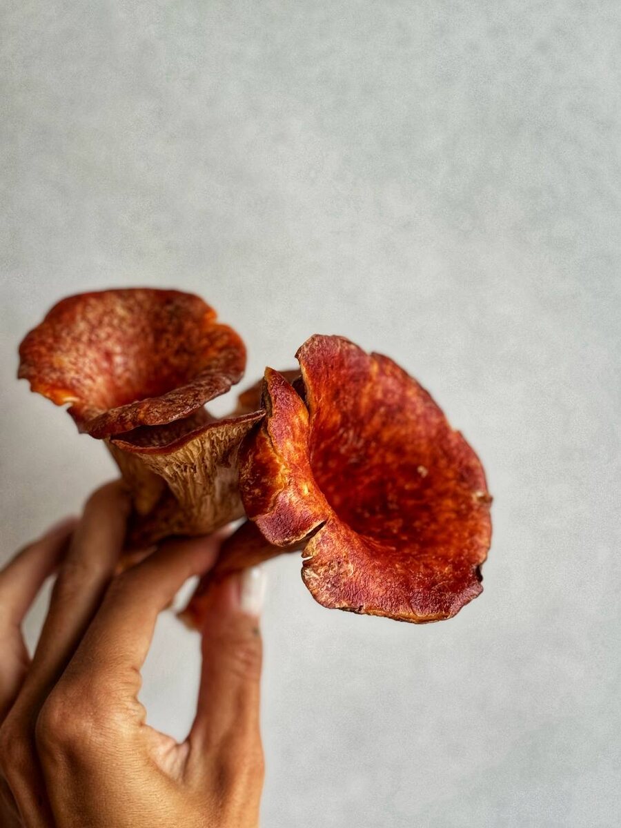 Сезонные лисички