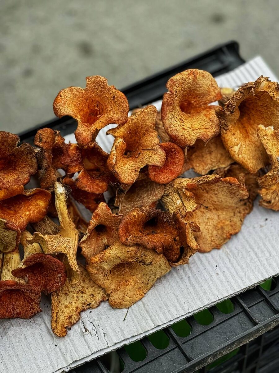 Сезонные лисички (2)