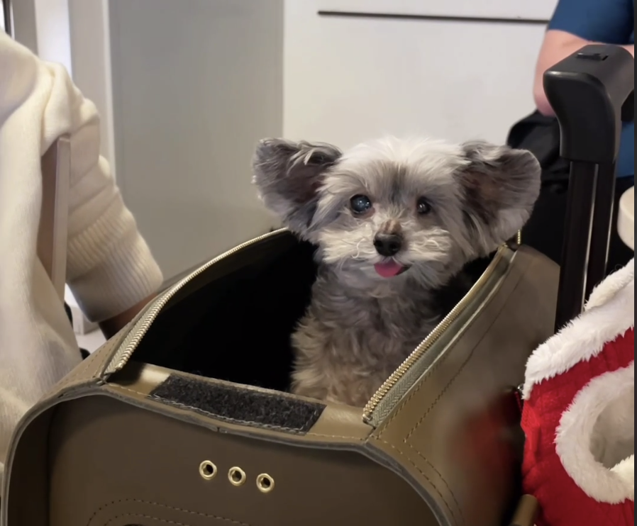 Мелкий в переноске, готовится к путешествию. Фото автора