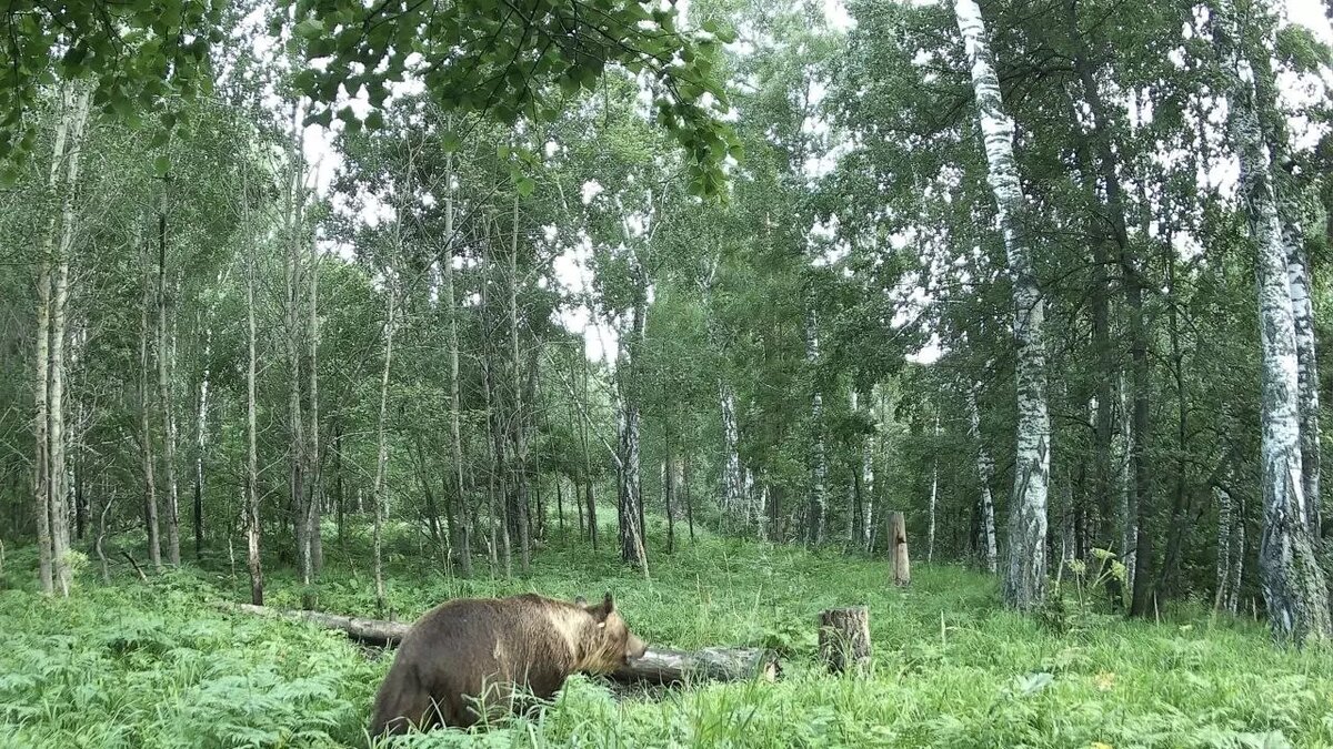     Источник: Министерство природопользования и экологии РБ
