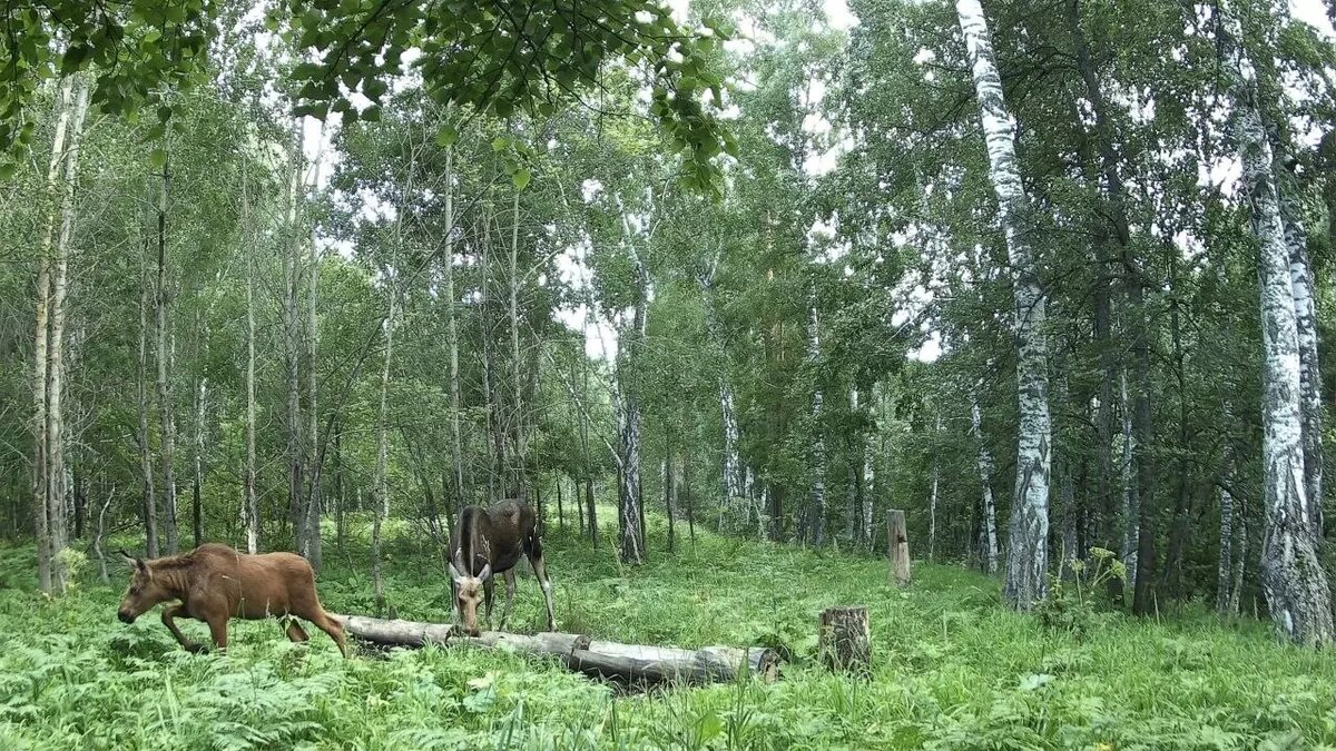     Источник: Министерство природопользования и экологии РБ
