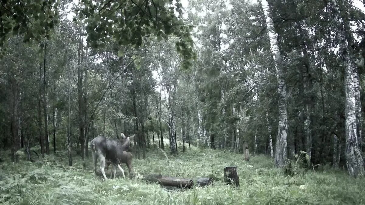     Источник: Министерство природопользования и экологии РБ