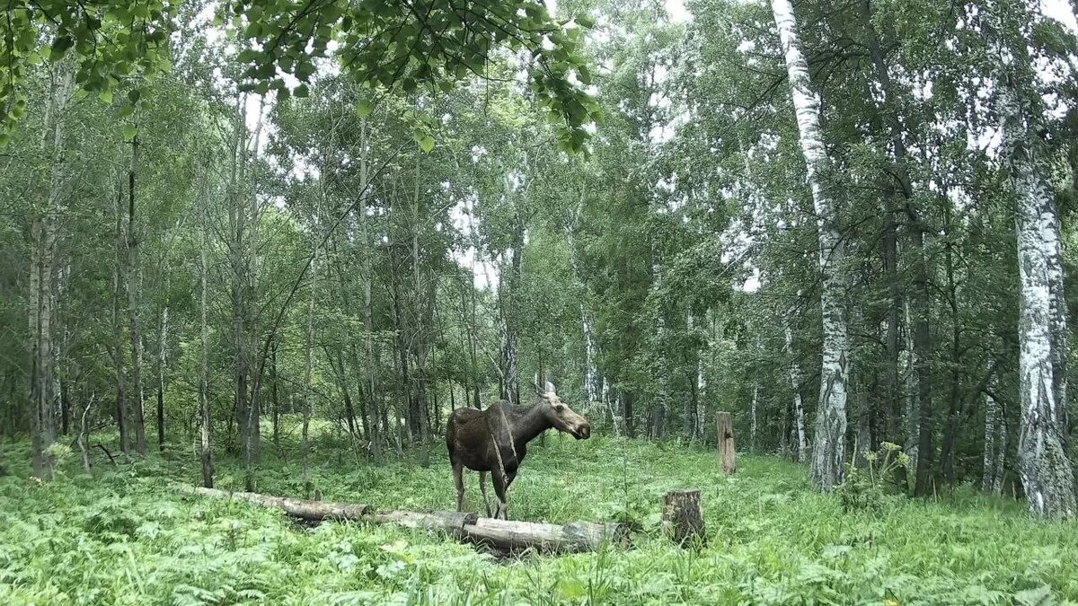     Источник: Министерство природопользования и экологии РБ