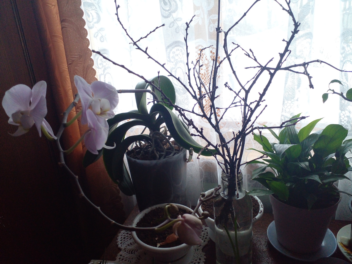 Первый горшочек справа