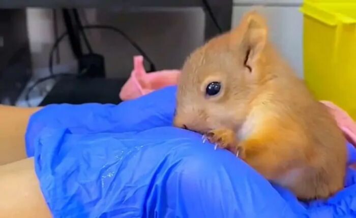 Источник фото: Южный парк птиц "Малинки"/скриншоты с видео