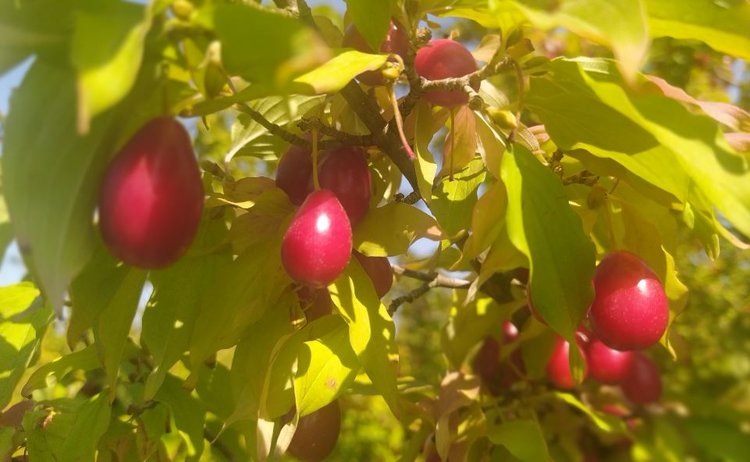    Крымские аграрии собирают кизил и вишню