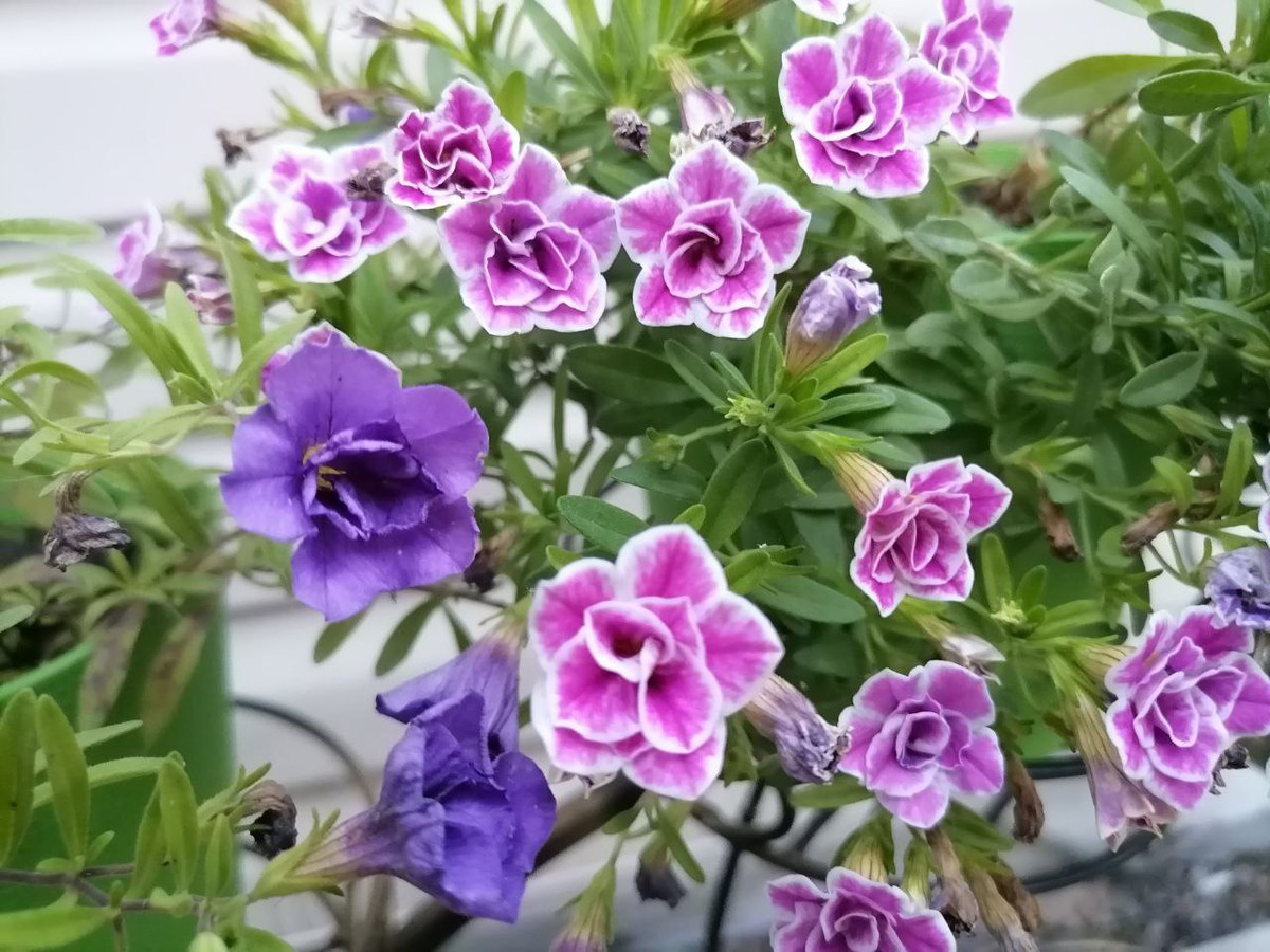 Мои махровые калибрахоа, фото автора