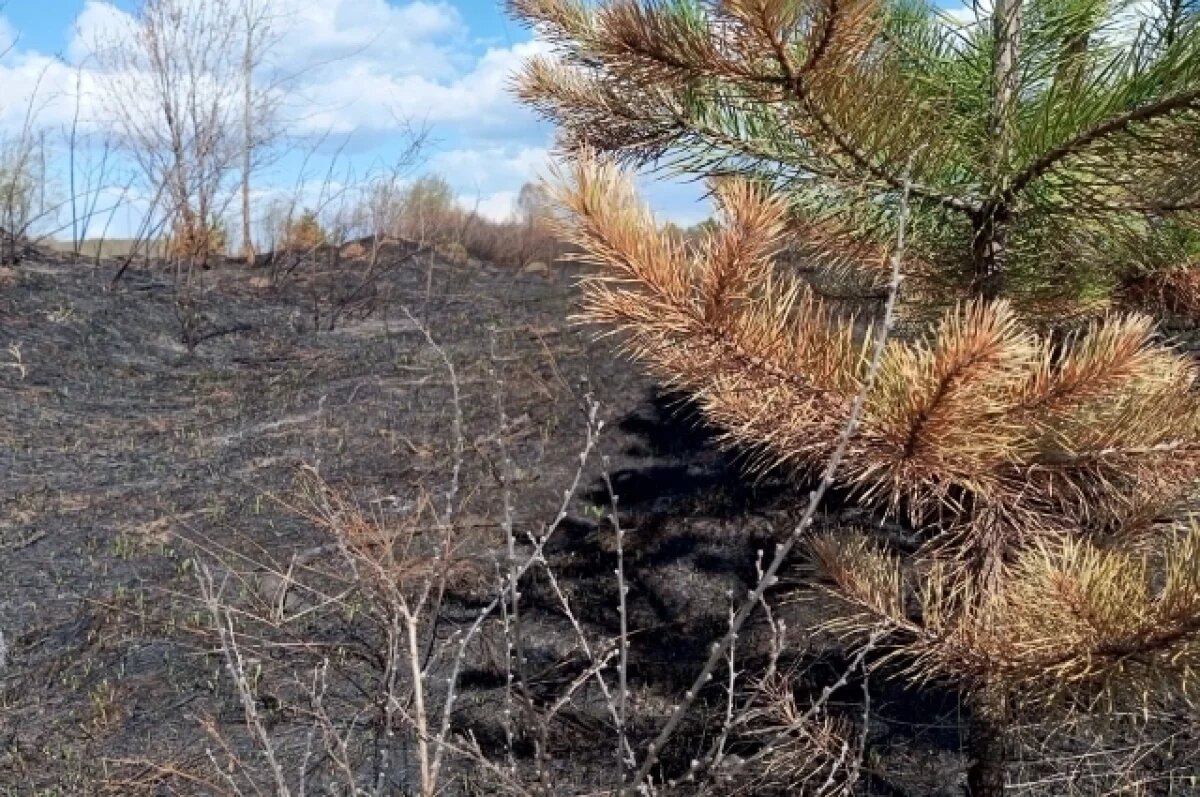    В Мурманской области горят леса из-за небрежности северян