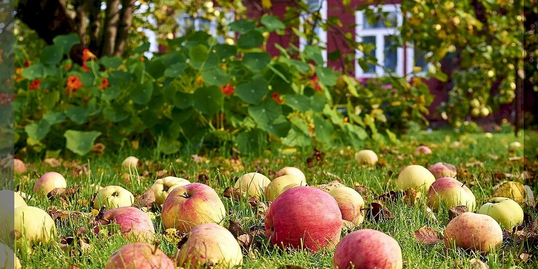 5 способов использовать опавшие яблоки и груши с пользой на участке: почему плоды опадают с деревьев и как их с пользой использовать на даче