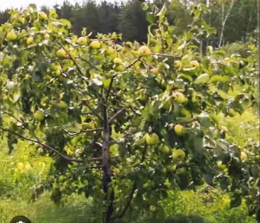 Вот так выглядят взрослые деревца. Фото из интернета