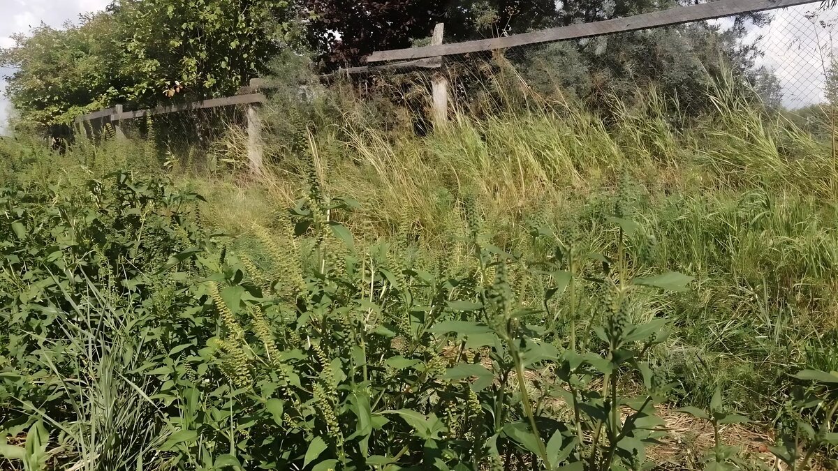     Источник: Россельхознадзор по РТ