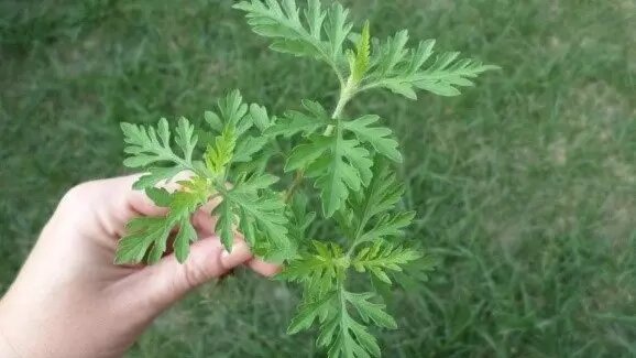     Источник: Россельхознадзор