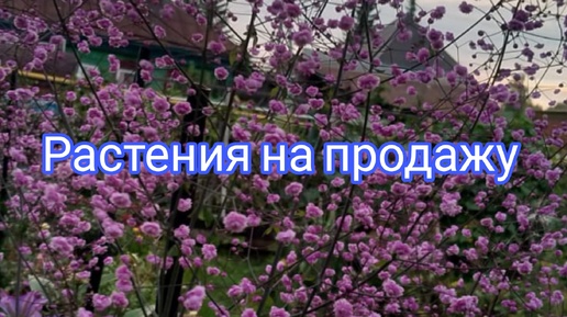 РАСТЕНИЯ ДЛЯ ВАШЕГО САДА 🌺🌺🌺♥️🤗