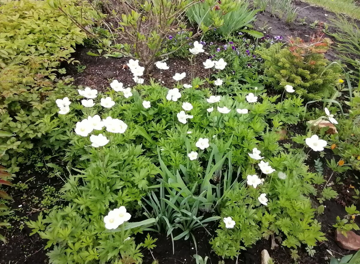 Ветреница лесная